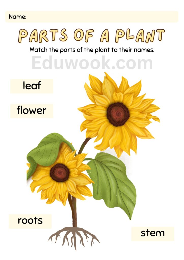 Simple science worksheet for kindergarten kids
